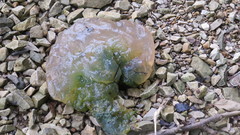 Pectinatella magnifica