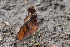 Hypanartia cinderella