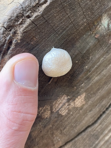 Lycoperdon observed 2025-03-13