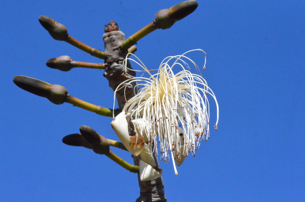 Pseudobombax longiflorum, Torto - Brasília - DF, Brasil