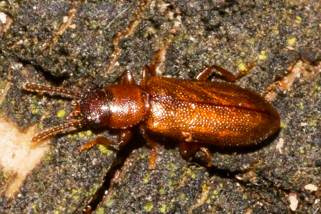 Prateus priscus