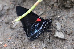 Mimoniades nurscia