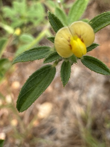 Stylosanthes guianensis iNat (3)