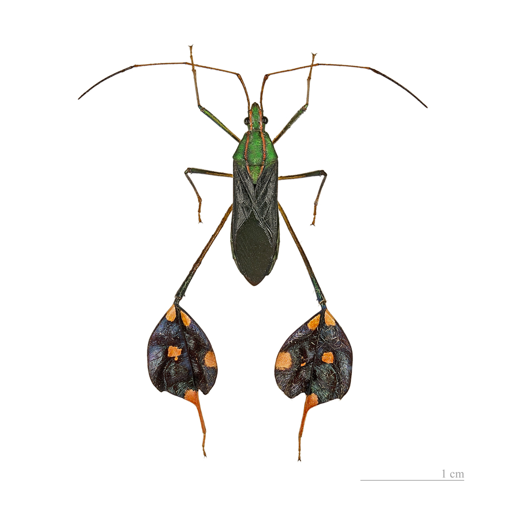 Diactor bilineatus