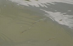 Pale Rasbora photo 2