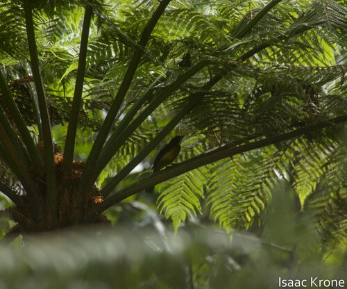 Yellow-crested Tanager (Loriotus rufiventer), photo 7