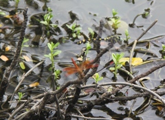 Ictinogomphus decoratus