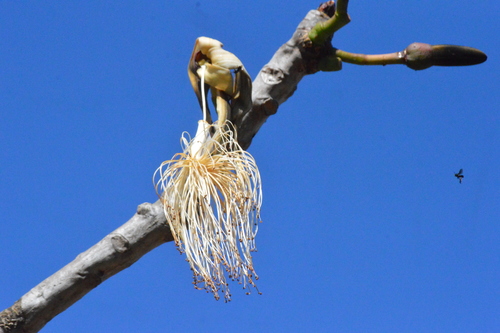 Pseudobombax longiflorum