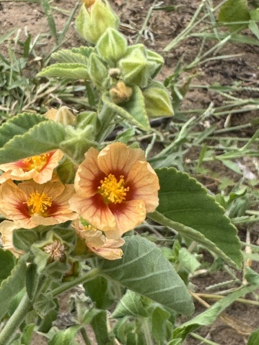 Sida cordifolia iNat (2)