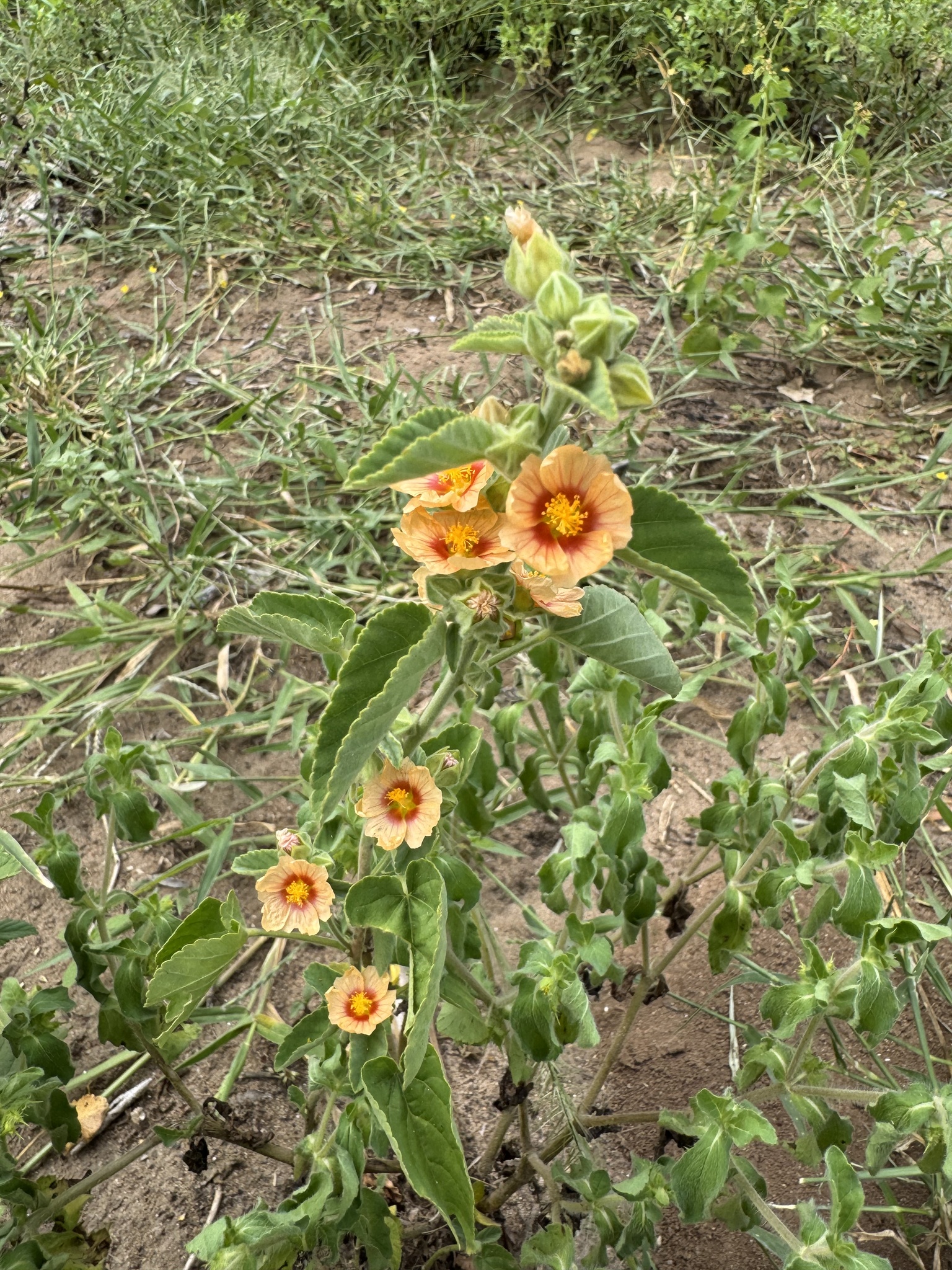 Sida cordifolia