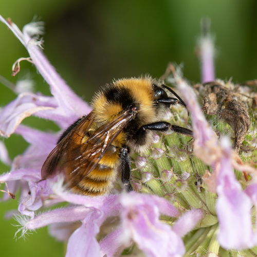 Northern Amber Bumble Bee