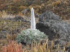 Lupinus alopecuroides