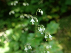Heuchera glabra