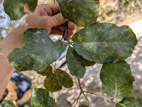 Quercus hirtifolia