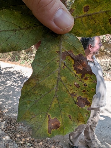Quercus hirtifolia