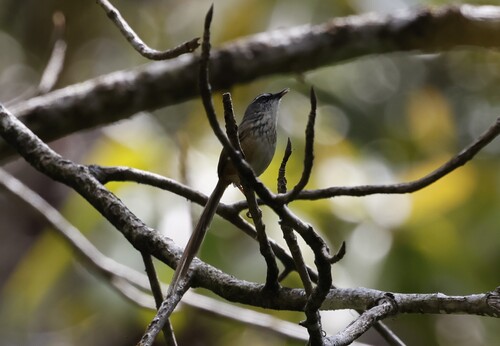 Hill Prinia (Prinia superciliaris)