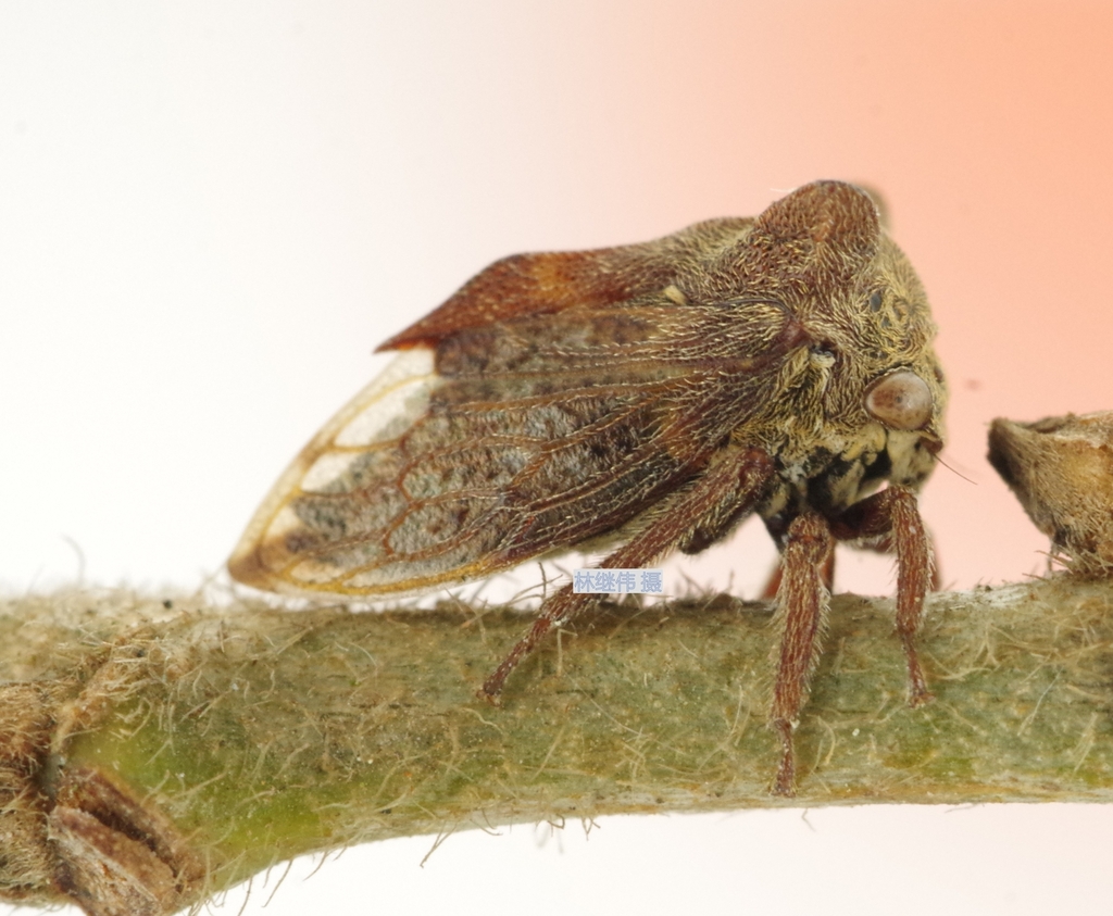 Machaerotypus sibiricus