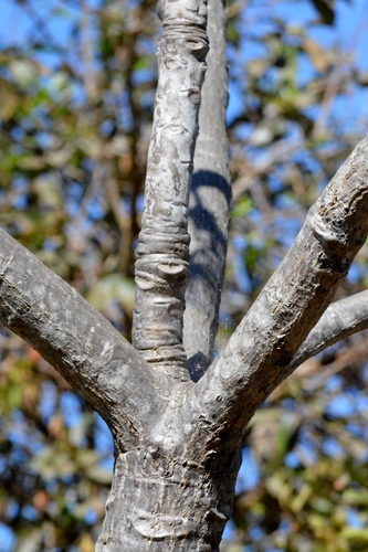 Pseudobombax longiflorum