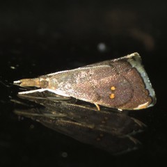 Microcausta bipunctalis