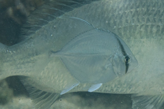 Bluefin Kingfish photo 5