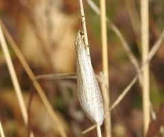Macronemurus appendiculatus