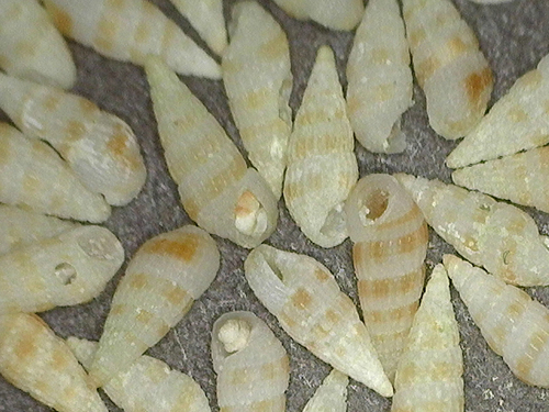 Apataxia cerithiiformis observed 2025-03-05