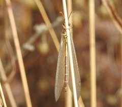 Macronemurus appendiculatus