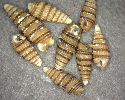 Mastonia cingulifera observed 2025-03-05