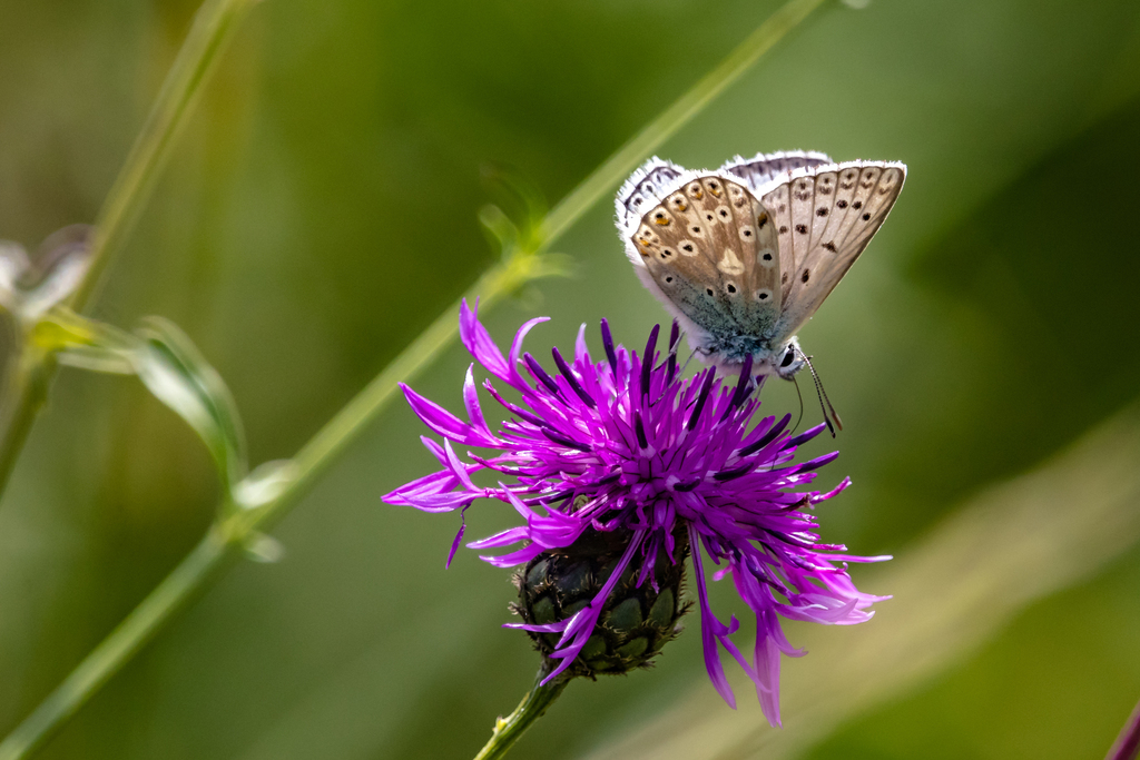 Chalkhill Blue from Yoesden Nature Reserve, High Wycombe HP14 4DU, UK ...