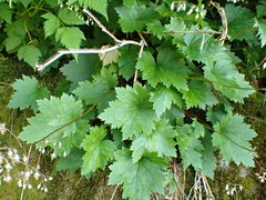 Heuchera glabra