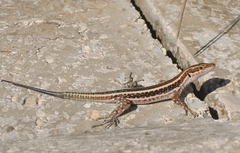 Anatolian Lizard photo 3