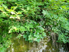 Heuchera glabra