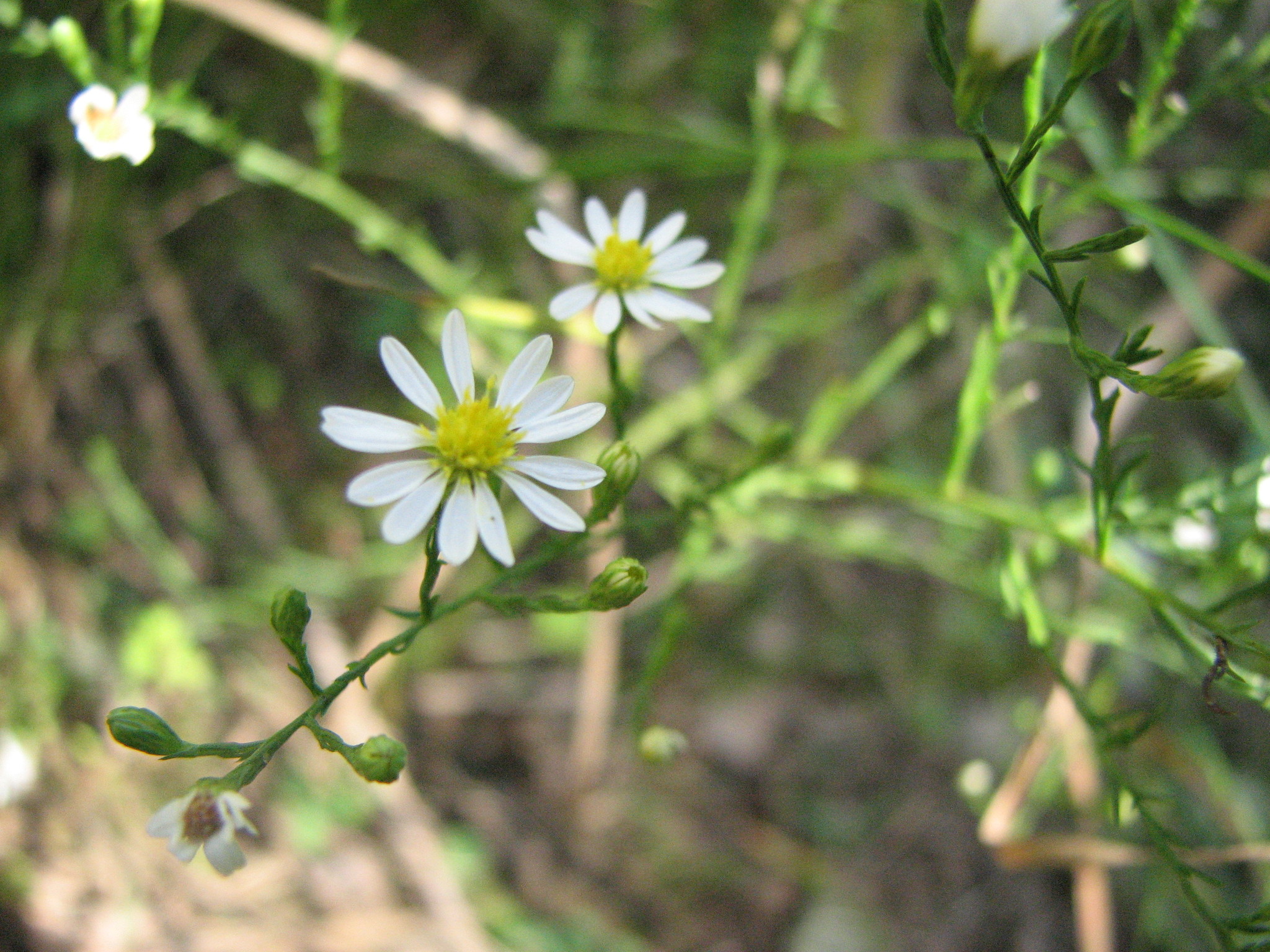 Symphyotrichum depauperatum