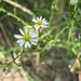 Serpentine Aster - Photo (c) Choess, some rights reserved (CC BY-SA)