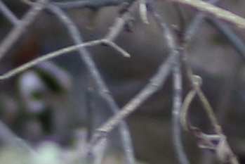 Prevost's Ground Sparrow (Melozone biarcuata), photo 8