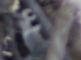 Prevost's Ground Sparrow (Melozone biarcuata)