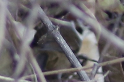 Prevost's Ground Sparrow (Melozone biarcuata), photo 2
