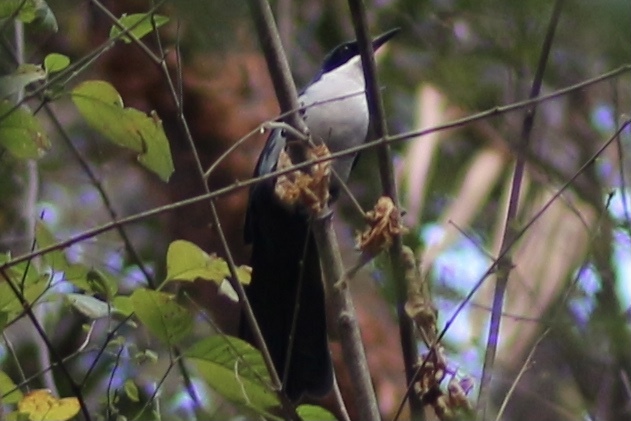 Blue-and-white Mockingbird (Melanotis hypoleucus), photo 2