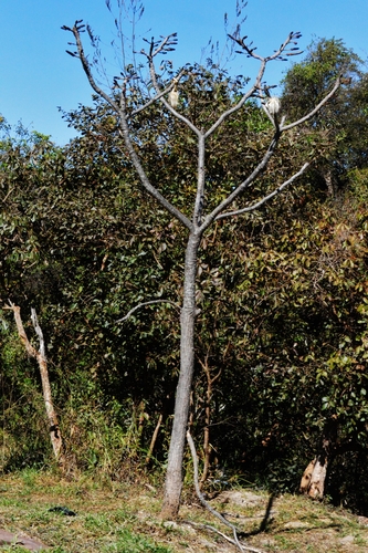 Pseudobombax longiflorum