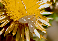 Dysauxes famula
