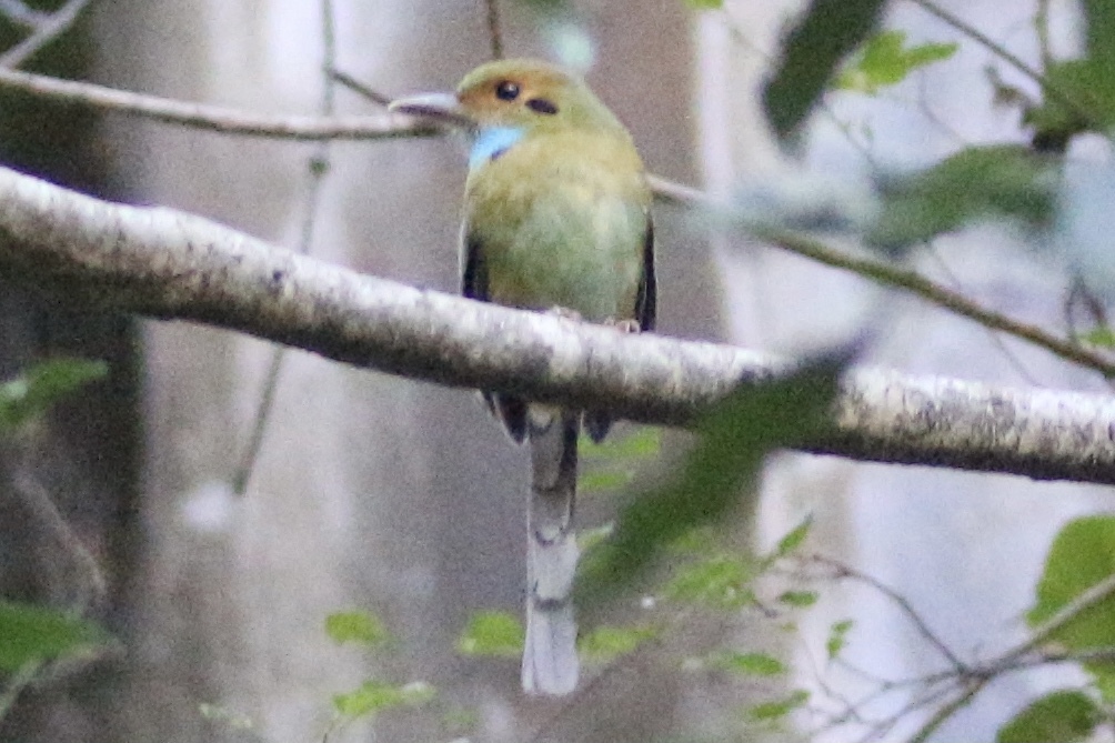 Blue-throated Motmot (Aspatha gularis), photo 5