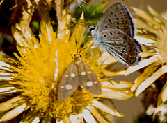Dysauxes famula