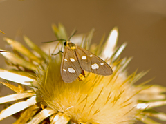 Dysauxes famula