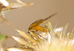 Dysauxes famula