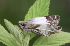 Heliopetes laviana
