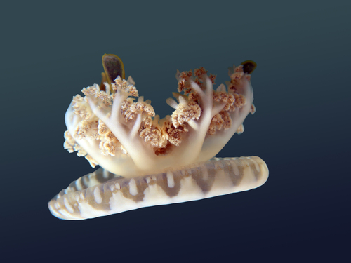 Upside Down Jellyfish