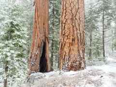 Calocedrus decurrens