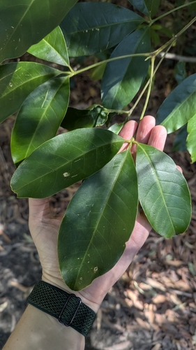 Image of Melicope elleryana by (c) Alesha Teitzel, some rights reserved (CC BY)