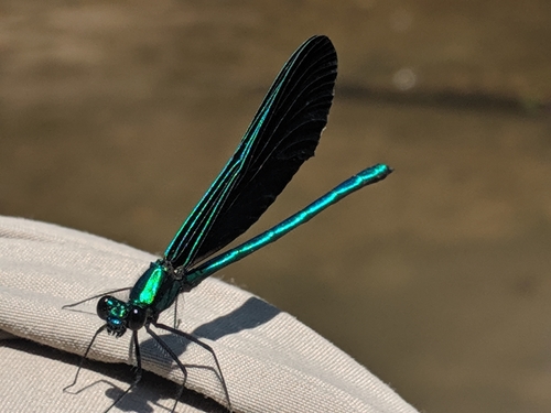 Ebony Jewelwing photographed in Iowa