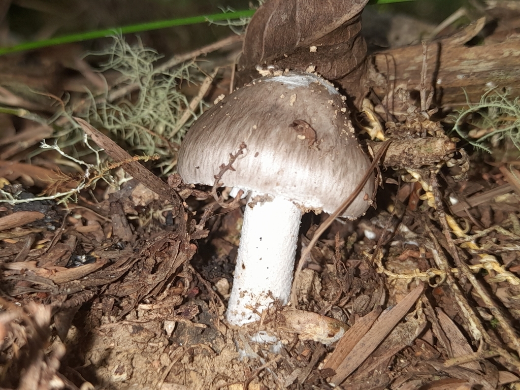 Amanita marmorata · March 2025 · photo: © mphnz (iNaturalist, cc0)